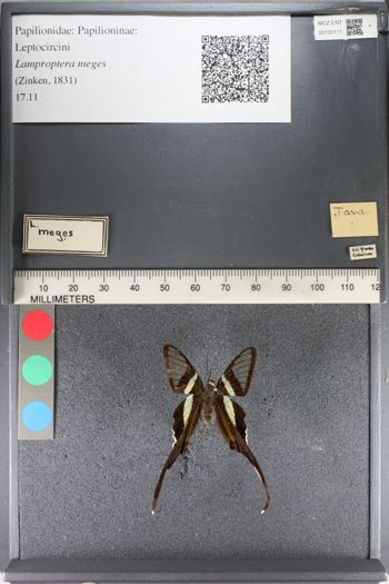 Media type: image;   Entomology 135111